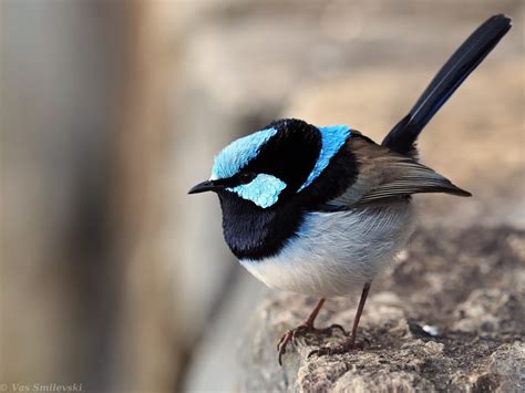 Male Superb Fairy-wren | BIRDS in BACKYARDS