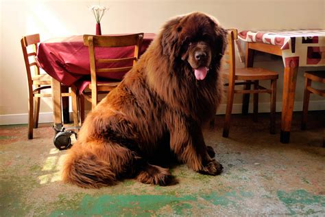 Newfoundland Dog Breed » Information, Pictures, & More