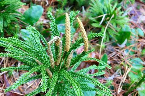 Princess Pine (Lycopodium obscurum) – Seashore to Forest Floor