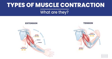 Types of muscle contraction