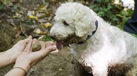 Hunting The World’s Best Truffles in Tuscany | White Truffle Season