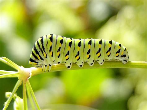 Caterpillar Bugs Wallpapers - Wallpaper Cave