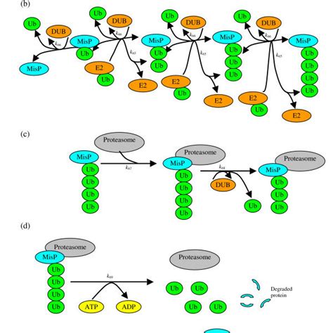 Network diagram of the ubiquitin-proteasome model | Download Scientific ...