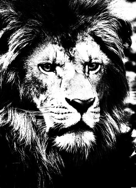 High-contrast black and white image of a lion | Photography contests ...