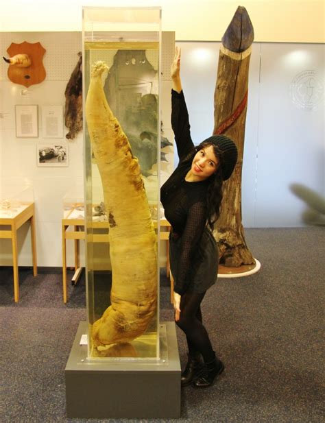 Iceland’s Phallological Museum aka the 'Penis Museum' in Reykjavik