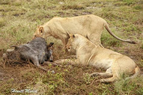 Wanderlust Travel & Photos - Serengeti Camping-2