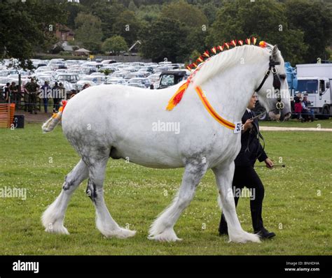 Grey Shire horse in the Heavy Horse contest at Cranleigh Show, 2009 ...