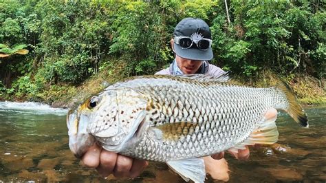 BIG JUNGLE PERCH IN THE RAINFOREST. CAIRNS FISHING - YouTube