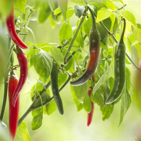 Growing Cayenne Pepper » All the Top Tips