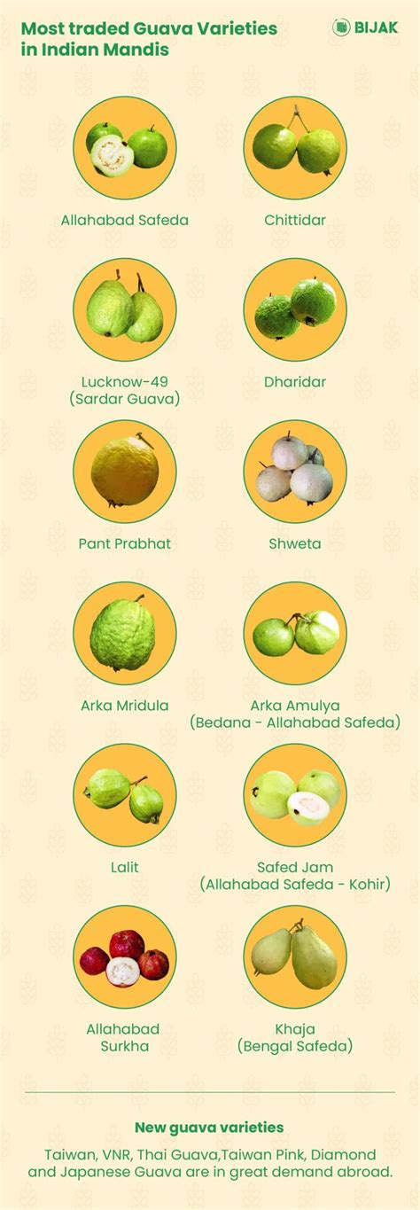 The Guava Trade In Indian Mandis: Guava Market - Guava Market in India