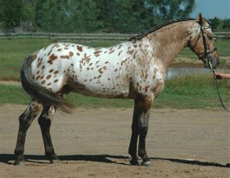 bay near leopard - Appaloosa x | Appaloosa horses, Horses, Sport horse