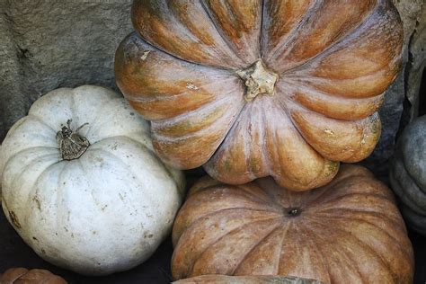 Rustic Pumpkins Photograph by Joan Carroll