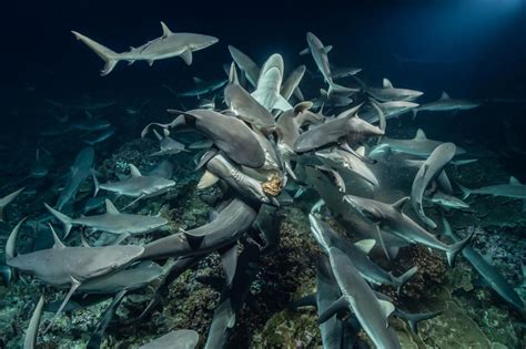 Laurent Ballesta has spent four years returning to the Fakarava Atoll ...