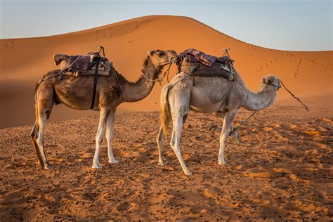 The Sahara Desert | The Road Chose Me