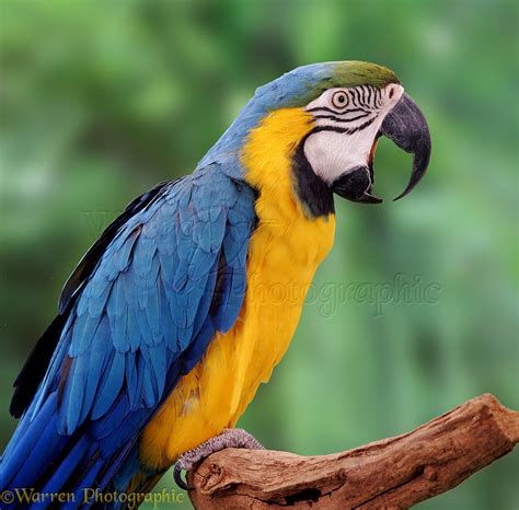 Blue and Yellow Macaw photo - WP05348