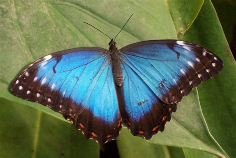 blue morpho butterfly | Science Buzz