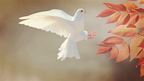 Wallpaper dove, bird, 4k, Animals Wallpaper Download - High Resolution ...