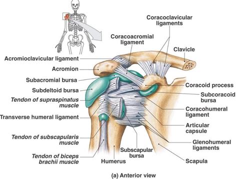 Complejo Articular Del Hombro