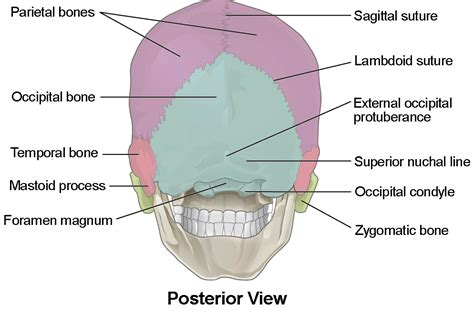 The Skull | Anatomy and Physiology I