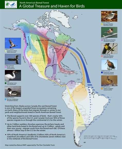 Highlighted Migration Routes | Boreal Songbird Initiative