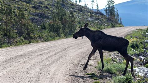 La Poudre Pass, an epic road in the Rocky Mountains