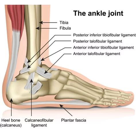 Ankle and Foot Anatomy Basics | CSOG