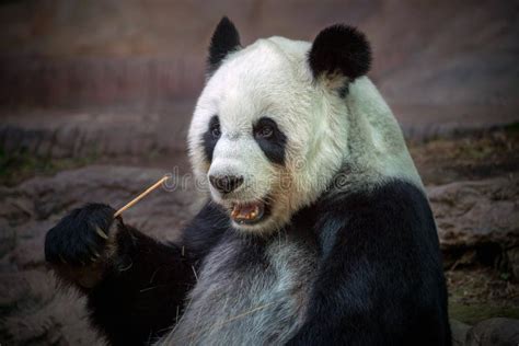 Panda Eating Food in the Natural Atmosphere Stock Image - Image of mammal, black: 113786493