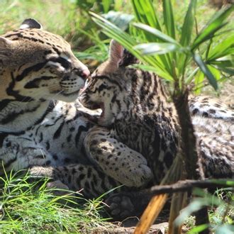 Santa Ana Zoo | Buena Park, CA