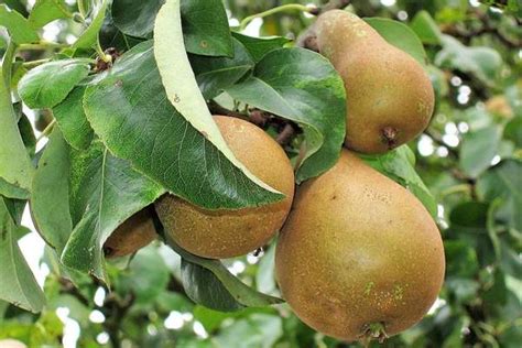 11 Types of Fruit Trees to Grow in Zone 6 - Tiny Tree Hub