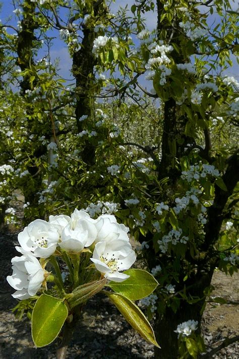 Pear tree blossoms photo & image | flowers, nature, landscape images at ...