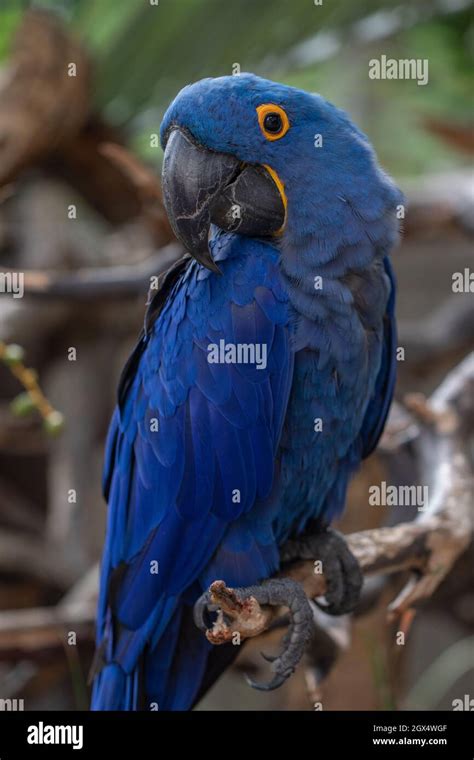 Macaw amazon rainforest brazil hi-res stock photography and images - Alamy