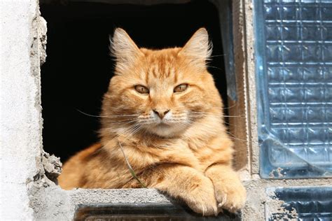 10 Fun Facts About Ginger Cats