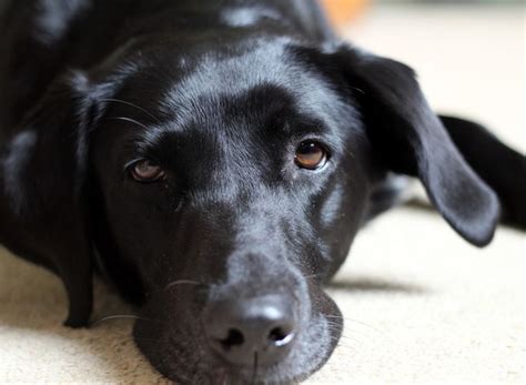 Pin by Sampson Jasper on Labrador / German Shorthaired Pointer mix ...