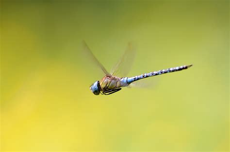 Dragonflies, Insects, HD Wallpaper | Rare Gallery