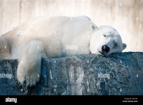 Big White Polar Bear sleeping on icy rock Stock Photo - Alamy