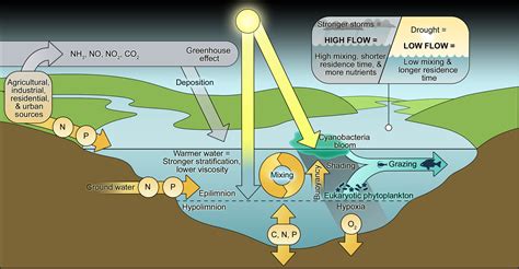 Controlling cyanobacterial harmful blooms in freshwater ecosystems ...