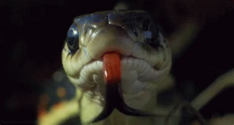 Snake Eating Snake Gif