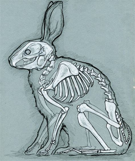 Rabbit anatomy by bigredsharks on DeviantArt