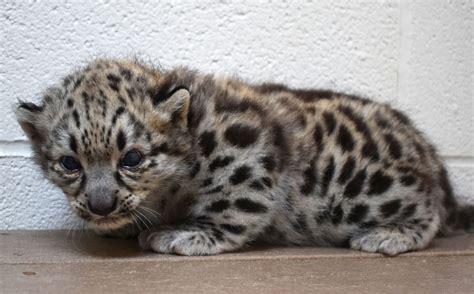 Snow Leopard Mother With Cubs