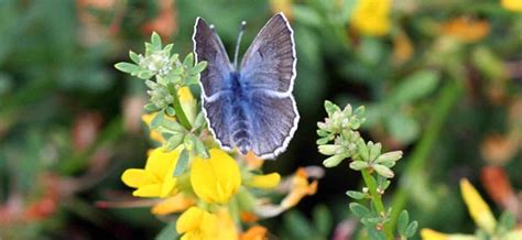 Palos verdes blue l Extremely Rare Butterfly - Our Breathing Planet