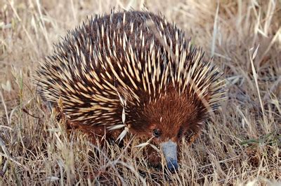 Spiny Anteater (ZM1431, ZM1432) - The Alfred Denny Museum