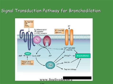 Bronchodilators