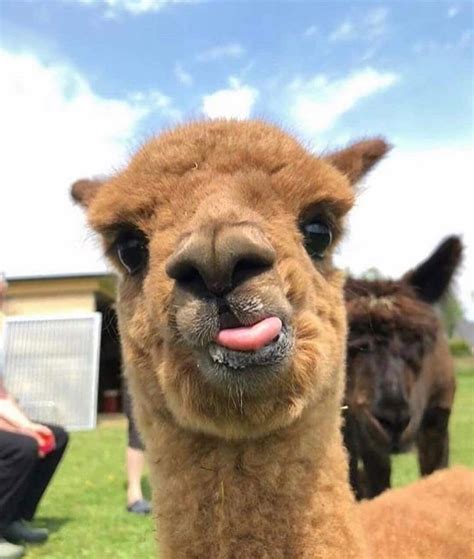 Llamas + Alpacas on Instagram: “👅 Tag a friend 👫 - - #llama #llamas # ...