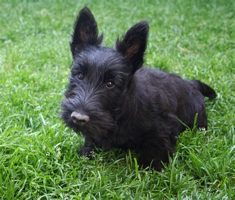 Scottish Terrier - Puppies, Rescue, Pictures, Information, Temperament ...