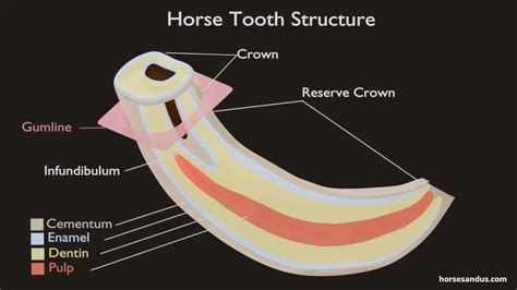 Horse Teeth Anatomy and Function [Pictures & Animations]