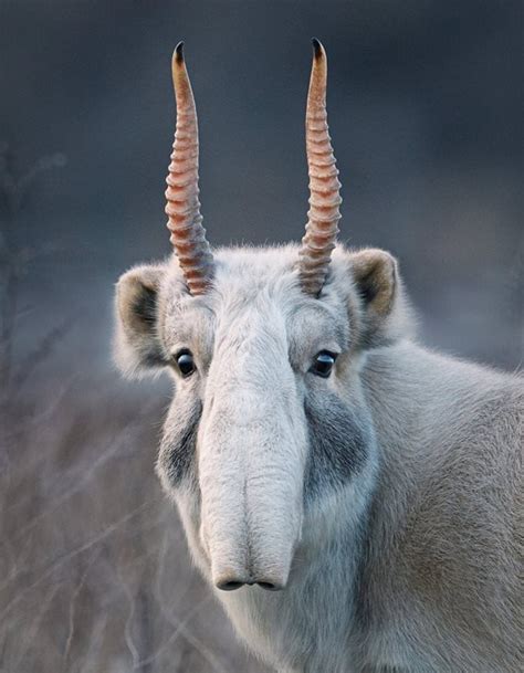 Saiga Antelope : r/pics