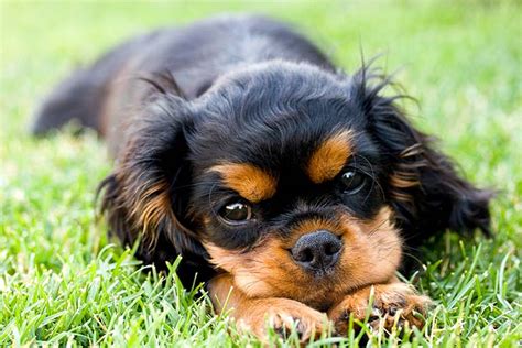 Cavalier King Charles Spaniel Puppies For Sale