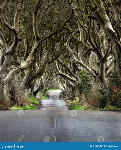 Road Through The Dark Hedges A Unique Beech Tree Tunnel Road N ...