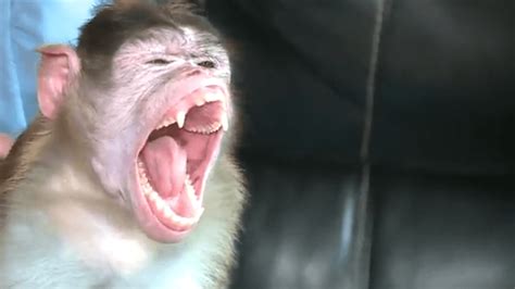 Report: Monkeys in India going on deadly rampage against dogs after ...