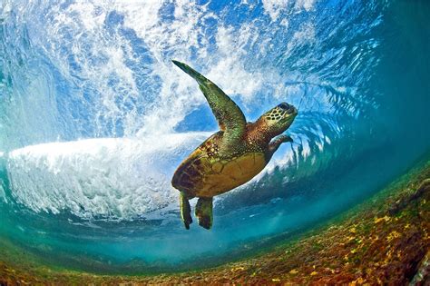 Hawaii's spectacular ocean waves – in pictures | Salt water fishing ...